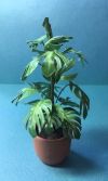 PL305 - Split Leaf Philodendron Plant Kit