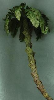 1:48 scale Palm Tree Kit - Click Image to Close