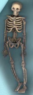 6 Inch Aged Skeleton (BACK IN STOCK!) - Click Image to Close